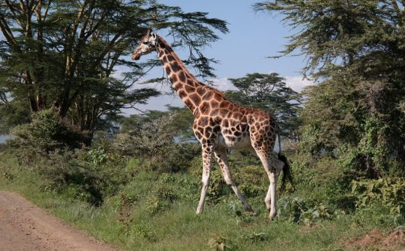 giraffes-in-africa